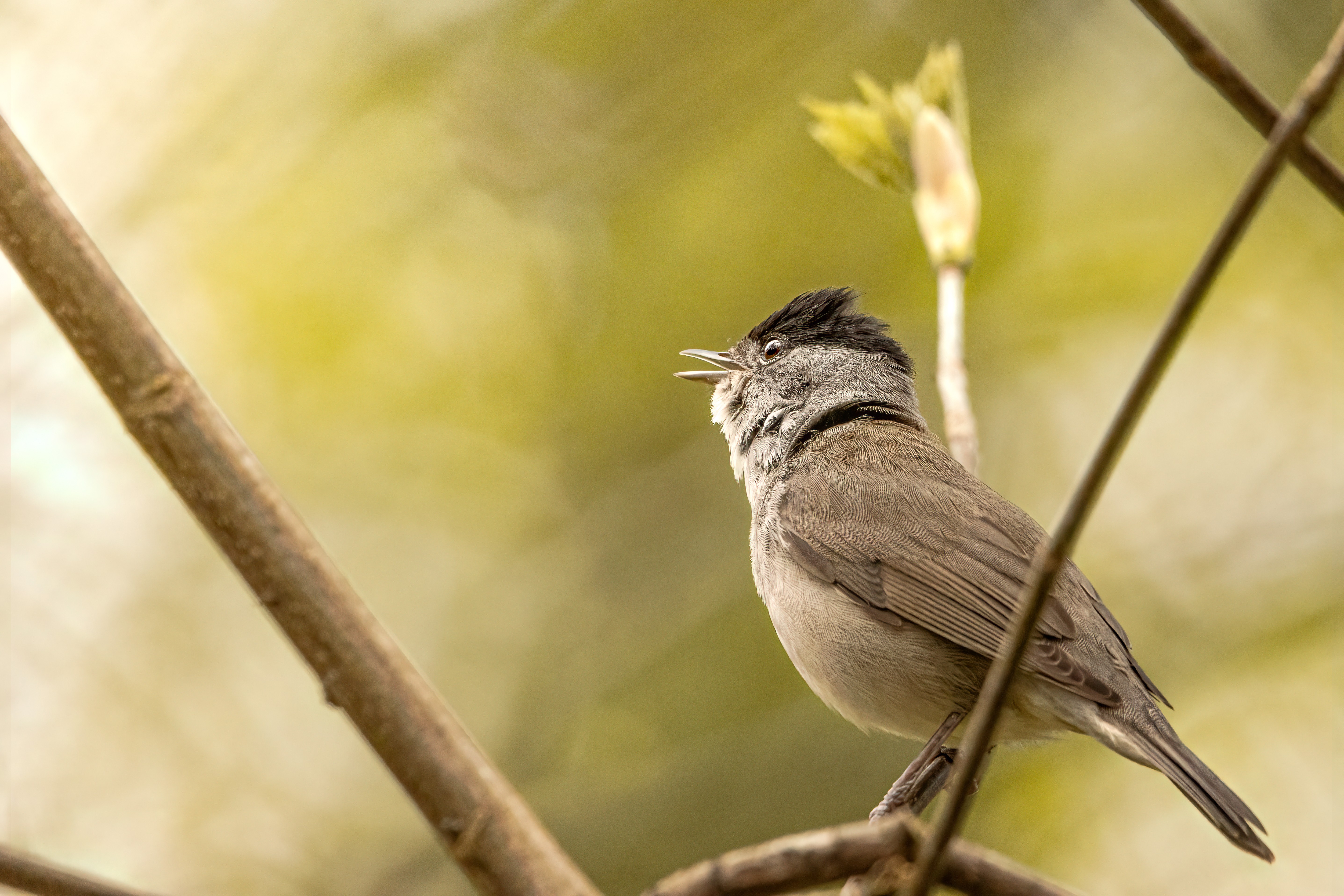 Comptage des oiseaux des jardins